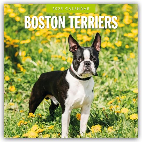 Boston Terriers – Boston Terrier 2025 – 16-Monatskalender: Original Red Robin Publishing Ltd-Kalender [Mehrsprachig] [Kalender] (Wall-Kalender) von Browntrout Verlags GmbH