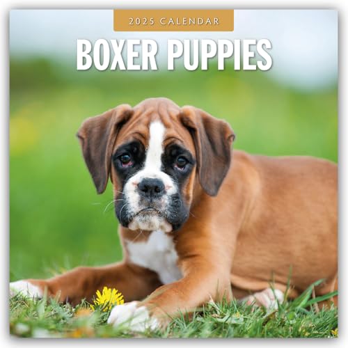 Boxer Puppies – Deutsche Boxer Welpen 2025 – 16-Monatskalender: Original Red Robin Publishing Ltd-Kalender [Mehrsprachig] [Kalender] (Wall-Kalender)