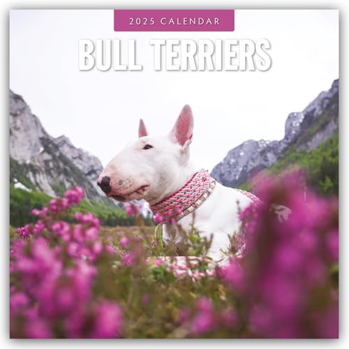 Bull Terriers – Bullterrier 2025 – 16-Monatskalender: Original Red Robin Publishing Ltd-Kalender [Mehrsprachig] [Kalender] (Wall-Kalender)