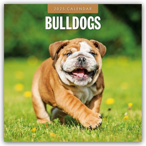 Bulldogs – Bulldoggen 2025 – 16-Monatskalender: Original Red Robin Publishing Ltd-Kalender [Mehrsprachig] [Kalender] (Wall-Kalender)