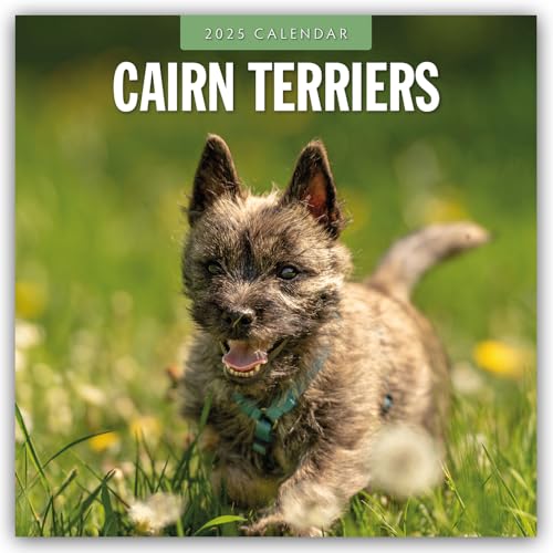Cairn Terriers – Cairn Terrier 2025 – 16-Monatskalender: Original Red Robin Publishing Ltd-Kalender [Mehrsprachig] [Kalender] (Wall-Kalender)