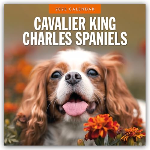 Cavalier King Charles Spaniels – Cavalier King Charles Spaniel 2025 – 16-Monatskalender: Original Red Robin Publishing Ltd-Kalender [Mehrsprachig] [Kalender] (Wall-Kalender)