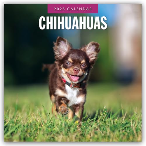 Chihuahuas – Chihuahua 2025 – 16-Monatskalender: Original Red Robin Publishing Ltd-Kalender [Mehrsprachig] [Kalender] (Wall-Kalender)