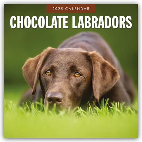 Chocolate Labrador Retrievers – Schokoladenbraune Labrador Retriever 2025 – 16-Monatskalender: Original Red Robin Publishing Ltd-Kalender [Mehrsprachig] [Kalender] (Wall-Kalender)