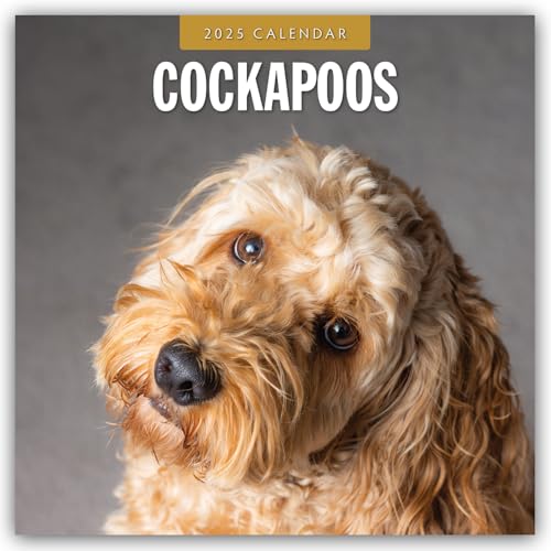 Cockapoos – Cockapoo 2025 – 16-Monatskalender: Original Red Robin Publishing Ltd-Kalender [Mehrsprachig] [Kalender] (Wall-Kalender)