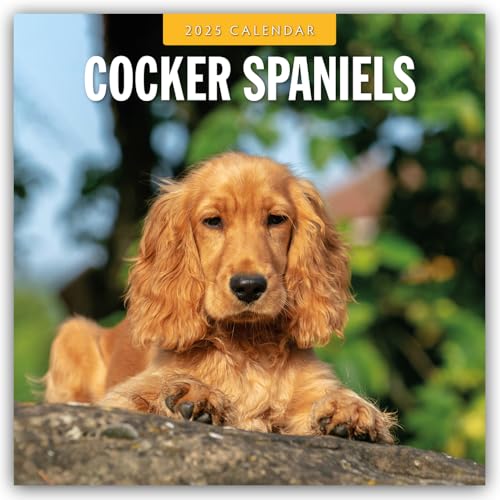 Cocker Spaniels – Cocker Spaniel 2025 – 16-Monatskalender: Original Red Robin Publishing Ltd-Kalender [Mehrsprachig] [Kalender] (Wall-Kalender)