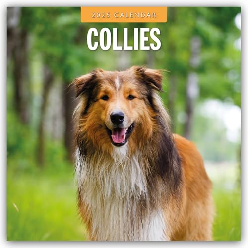 Collies – Collie 2025 – 16-Monatskalender: Original Red Robin Publishing Ltd-Kalender [Mehrsprachig] [Kalender] (Wall-Kalender)