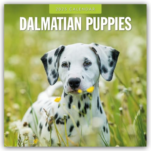 Dalmatian Puppies – Dalmatiner Welpen 2025 – 16-Monatskalender: Original Red Robin Publishing Ltd-Kalender [Mehrsprachig] [Kalender] (Wall-Kalender)