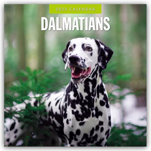 Dalmatians – Dalmatiner 2025 – 16-Monatskalender: Original Red Robin Publishing Ltd-Kalender [Mehrsprachig] [Kalender] (Wall-Kalender)