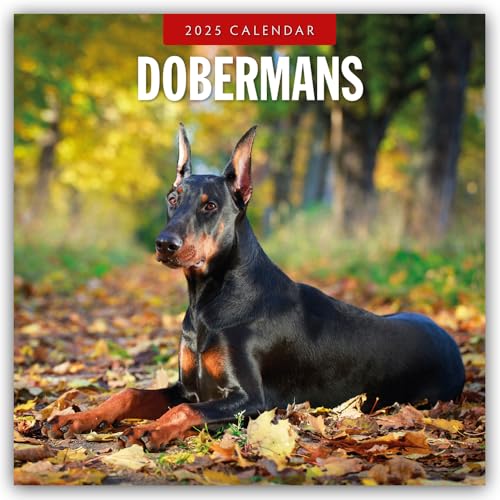 Dobermans – Dobermann 2025 – 16-Monatskalender: Original Red Robin Publishing Ltd-Kalender [Mehrsprachig] [Kalender] (Wall-Kalender)