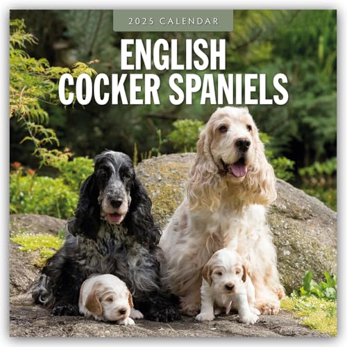 English Cocker Spaniels – Englisch Cocker Spaniel 2025 – 16-Monatskalender: Original Red Robin Publishing Ltd-Kalender [Mehrsprachig] [Kalender] (Wall-Kalender)