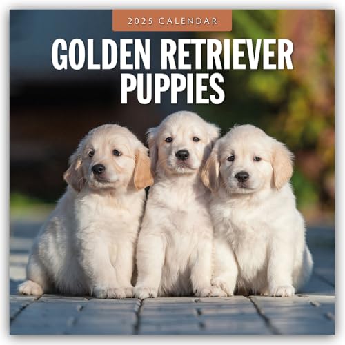 Golden Retriever Puppies – Golden Retriever Welpen 2025 – 16-Monatskalender: Original Red Robin Publishing Ltd-Kalender [Mehrsprachig] [Kalender] (Wall-Kalender)