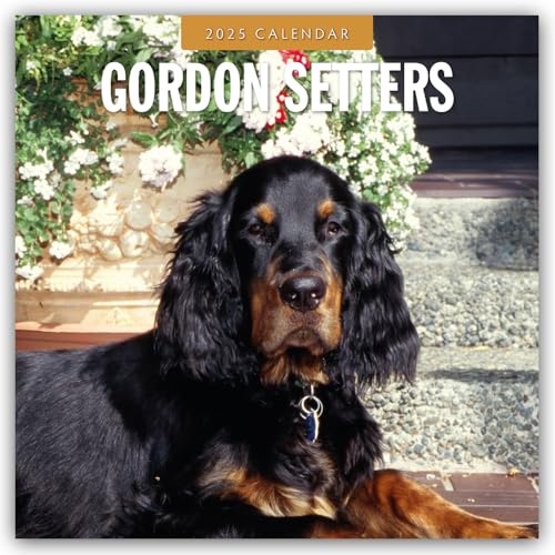 Gordon Setters – Gordon Setter 2025 – 16-Monatskalender: Original Red Robin Publishing Ltd-Kalender [Mehrsprachig] [Kalender] (Wall-Kalender)