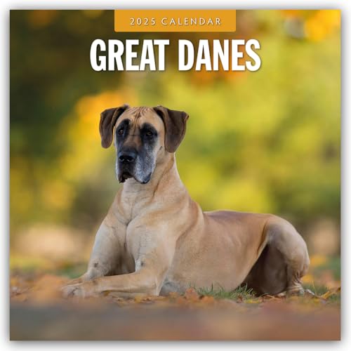Great Danes – Deutsche Dogge 2025 – 16-Monatskalender: Original Red Robin Publishing Ltd-Kalender [Mehrsprachig] [Kalender] (Wall-Kalender)
