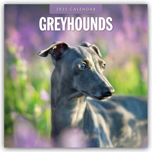 Greyhound – Windhund 2025 – 16-Monatskalender: Original Red Robin Publishing Ltd-Kalender [Mehrsprachig] [Kalender] (Wall-Kalender)