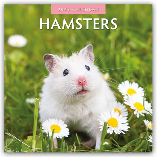 Hamsters – Hamster 2025 – 16-Monatskalender: Original Red Robin Publishing Ltd-Kalender [Mehrsprachig] [Kalender] (Wall-Kalender)