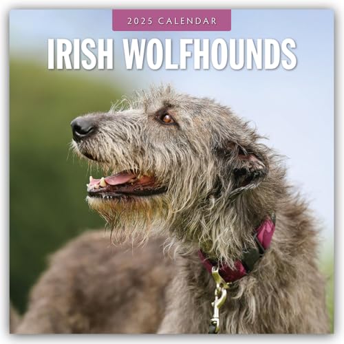Irish Wolfhounds – Irischer Wolfshund 2025 – 16-Monatskalender: Original Red Robin Publishing Ltd-Kalender [Mehrsprachig] [Kalender] (Wall-Kalender)