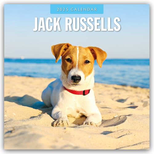 Jack Russells – Jack Russell Terrier 2025 – 16-Monatskalender: Original Red Robin Publishing Ltd-Kalender [Mehrsprachig] [Kalender] (Wall-Kalender)