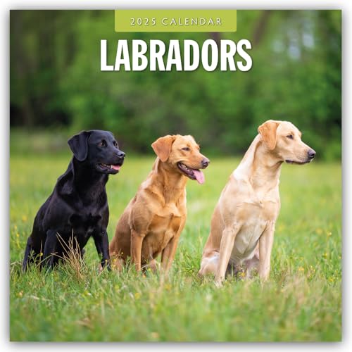 Labradors – Labradore – Labrador Retriever 2025 – 16-Monatskalender: Original Red Robin Publishing Ltd-Kalender [Mehrsprachig] [Kalender] (Wall-Kalender)