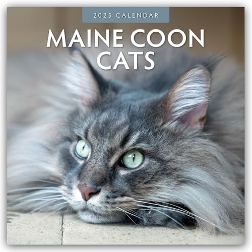 Maine Coon Cats – Maine Coon Katzen 2025 – 16-Monatskalender: Original Red Robin Publishing Ltd-Kalender [Mehrsprachig] [Kalender] (Wall-Kalender)
