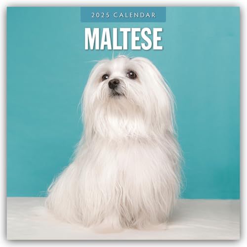 Maltese – Malteser 2025 – 16-Monatskalender: Original Red Robin Publishing Ltd-Kalender [Mehrsprachig] [Kalender] (Wall-Kalender)