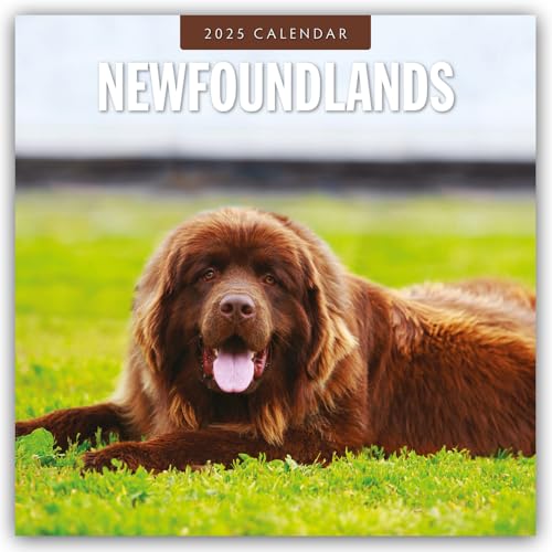 Newfoundlands – Neufundländer 2025 – 16-Monatskalender: Original Red Robin Publishing Ltd-Kalender [Mehrsprachig] [Kalender] (Wall-Kalender)