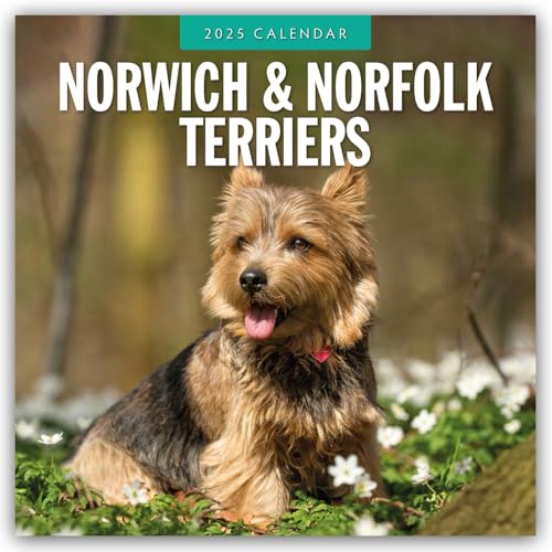 Norwich Terrier und Norfolk Terrier 2025 – 16-Monatskalender: Original Red Robin Publishing Ltd-Kalender [Mehrsprachig] [Kalender] (Wall-Kalender)