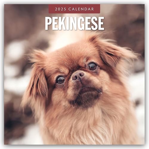 Pekingese – Pekinese – Peking Palasthund 2025 – 16-Monatskalender: Original Red Robin Publishing Ltd-Kalender [Mehrsprachig] [Kalender] (Wall-Kalender)