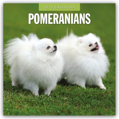 Pomeranians – Zwergspitz – Pomeranian Zwergspitz 2025 – 16-Monatskalender: Original Red Robin Publishing Ltd-Kalender [Mehrsprachig] [Kalender] (Wall-Kalender)