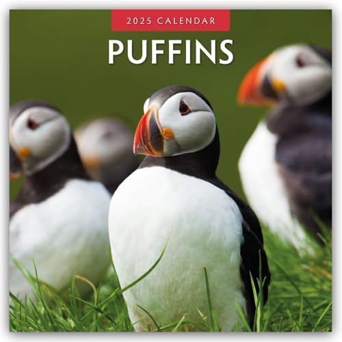 Puffins – Papageitaucher 2025 – 16-Monatskalender: Original Red Robin Publishing Ltd-Kalender [Mehrsprachig] [Kalender] (Wall-Kalender)