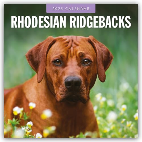 Rhodesian Ridgebacks – Rhodesian Ridgeback 2025 – 16-Monatskalender: Original Red Robin Publishing Ltd-Kalender [Mehrsprachig] [Kalender] (Wall-Kalender)