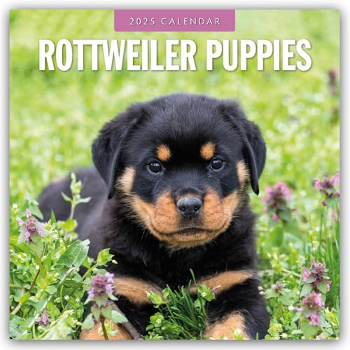 Rottweiler Puppies – Rottweiler Welpen 2025 – 16-Monatskalender: Original Red Robin Publishing Ltd-Kalender [Mehrsprachig] [Kalender] (Wall-Kalender)