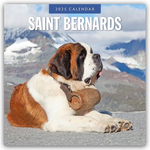 Saint Bernards – Bernhardiner 2025 – 16-Monatskalender: Original Red Robin Publishing Ltd-Kalender [Mehrsprachig] [Kalender] (Wall-Kalender)