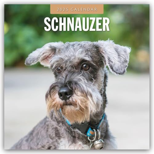 Schnauzer 2025 – 16-Monatskalender: Original Red Robin Publishing Ltd-Kalender [Mehrsprachig] [Kalender] (Wall-Kalender)