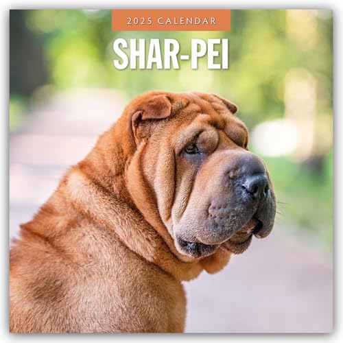Shar-Pei – Chinesischer Faltenhund 2025 – 16-Monatskalender: Original Red Robin Publishing Ltd-Kalender [Mehrsprachig] [Kalender] (Wall-Kalender)