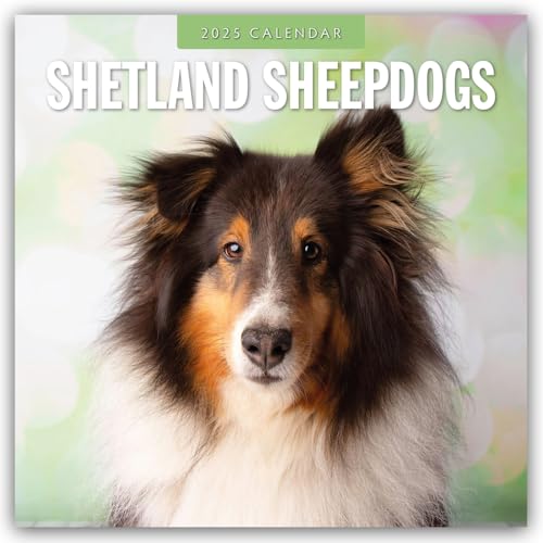 Shetland Sheepdogs – Sheltie 2025 – 16-Monatskalender: Original Red Robin Publishing Ltd-Kalender [Mehrsprachig] [Kalender] (Wall-Kalender)