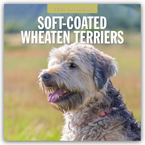 Soft-Coated Wheaten Terriers – Soft-Coated Wheaten Terrier 2025 – 16-Monatskalender: Original Red Robin Publishing Ltd-Kalender [Mehrsprachig] [Kalender] (Wall-Kalender)