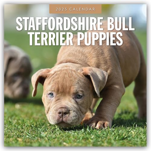 Staffordshire Bull Terrier Puppies – Staffordshire Bullterrier Welpen 2025 – 16-Monatskalender: Original Red Robin Publishing Ltd-Kalender [Mehrsprachig] [Kalender] (Wall-Kalender)