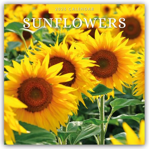 Sunflowers – Sonnenblumen 2025 – 16-Monatskalender: Original Red Robin Publishing Ltd-Kalender [Mehrsprachig] [Kalender] (Wall-Kalender)