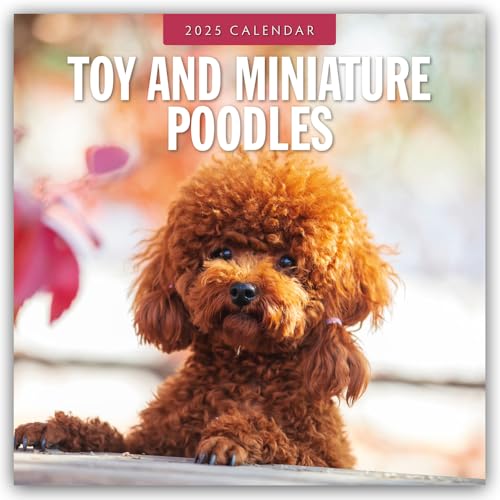 Toy and Miniature Poodles – Zwergpudel 2025 – 16-Monatskalender: Original Red Robin Publishing Ltd-Kalender [Mehrsprachig] [Kalender] (Wall-Kalender)