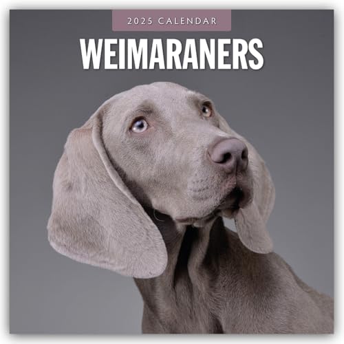 Weimaraners – Weimaraner 2025 – 16-Monatskalender: Original Red Robin Publishing Ltd-Kalender [Mehrsprachig] [Kalender] (Wall-Kalender)