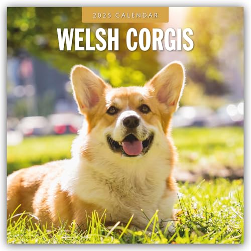 Welsh Corgis – Welsh Corgi 2025 – 16-Monatskalender: Original Red Robin Publishing Ltd-Kalender [Mehrsprachig] [Kalender] (Wall-Kalender)