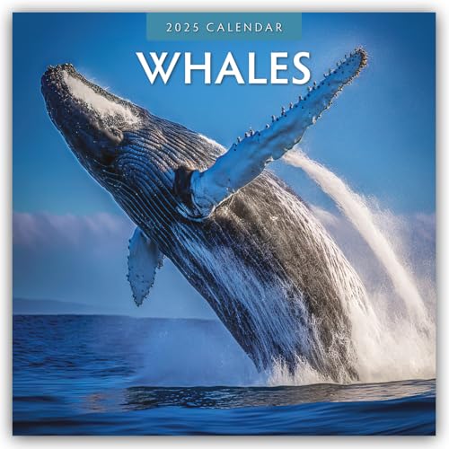 Whales – Wale 2025 – 16-Monatskalender: Original Red Robin Publishing Ltd-Kalender [Mehrsprachig] [Kalender] (Wall-Kalender)