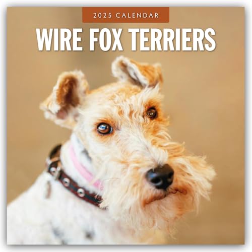 Wire Fox Terriers – Drahthaar Foxterrier 2025 – 16-Monatskalender: Original Red Robin Publishing Ltd-Kalender [Mehrsprachig] [Kalender] (Wall-Kalender)