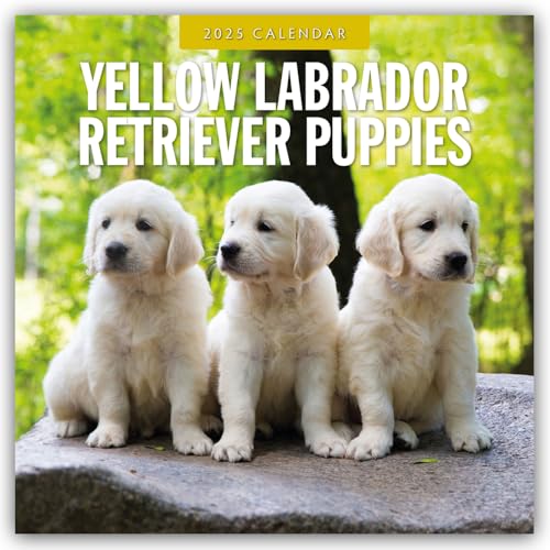 Yellow Labrador Retriever Puppies – Gelbe Labrador Retriever Welpen 2025 – 16-Monatskalender: Original Red Robin Publishing Ltd-Kalender [Mehrsprachig] [Kalender] (Wall-Kalender) von Browntrout Verlags GmbH