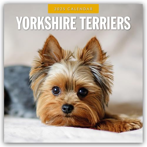 Yorkshire Terriers – Yorkshire Terrier 2025 – 16-Monatskalender: Original Red Robin Publishing Ltd-Kalender [Mehrsprachig] [Kalender] (Wall-Kalender)
