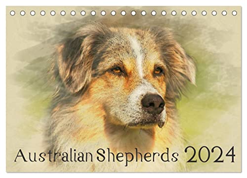 Australian Shepherds 2024 (Tischkalender 2024 DIN A5 quer), CALVENDO Monatskalender von CALVENDO
