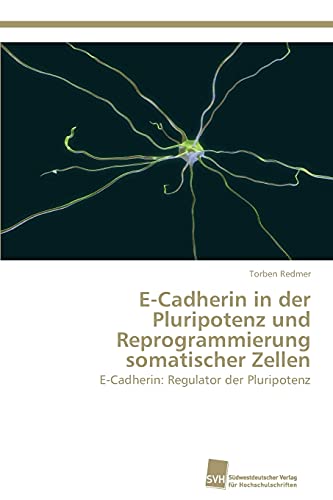 E-Cadherin in der Pluripotenz und Reprogrammierung somatischer Zellen: E-Cadherin: Regulator der Pluripotenz