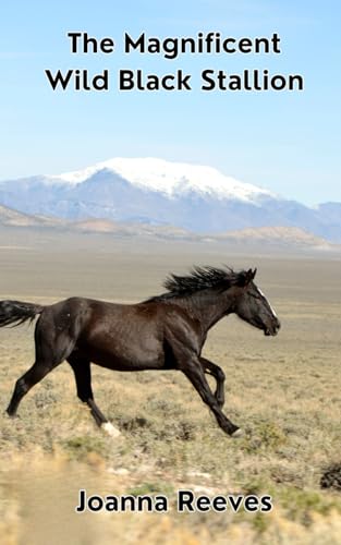 The Magnificent Wild Black Stallion