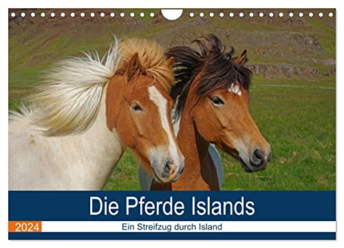 Die Pferde Islands - Ein Streifzug durch Island (Wandkalender 2024 DIN A4 quer), CALVENDO Monatskalender von CALVENDO